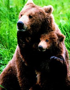 Grizzly-Cub-and-Father